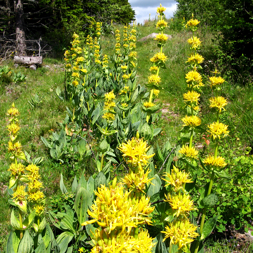 La Flore d 'Auzers