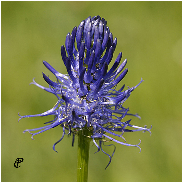 Raiponce, Auzers, Cantal, Auvergne